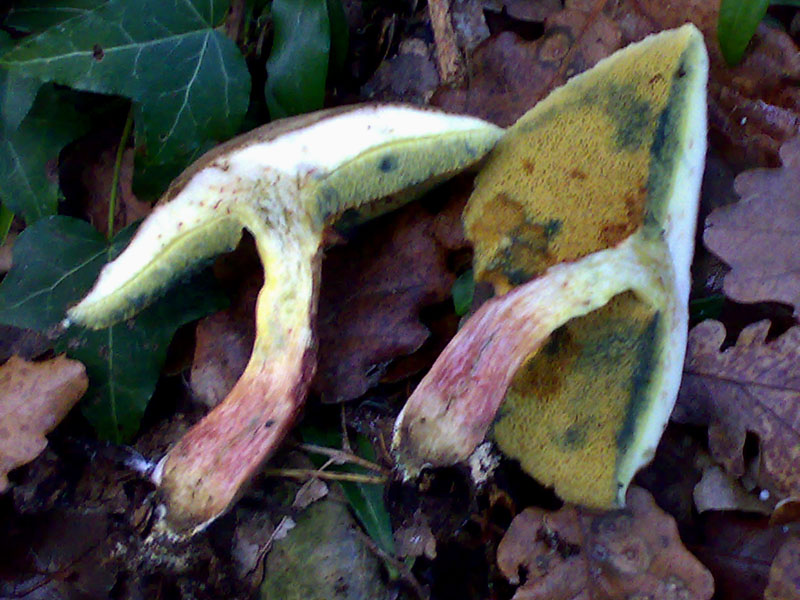 Xerocomus da determinare